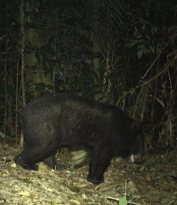 Báo cáo do Viện Nghiên cứu động vật hoang dã Leibniz (Đức) phối hợp WWF thực hiện. Chương trình đã đặt 37 trạm bẫy ảnh với hơn 10.000 ngày đêm hoạt động đã ghi nhận 2.303 phát hiện độc lập về động vật hoang dã. Ảnh: Sài Gòn Giải phóng Online.