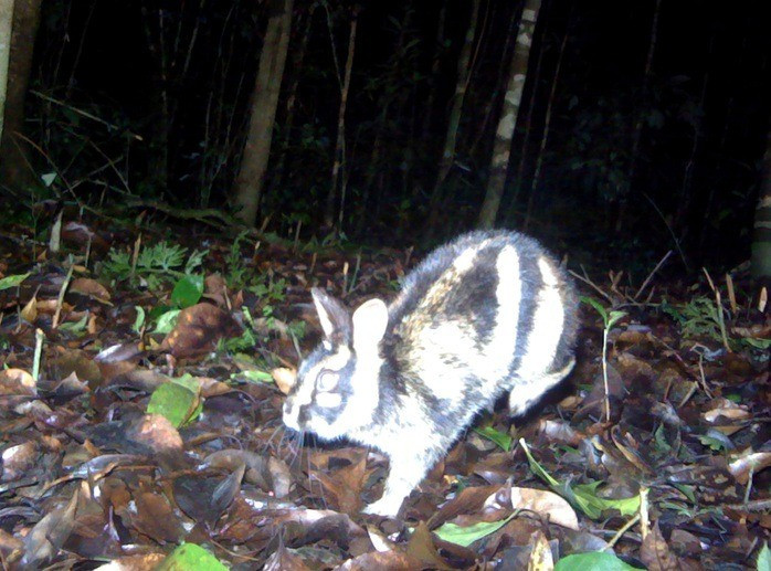 So với các thành viên của chi Lepus, loài thỏ này có tai, đuôi và chân tương đối ngắn. Ảnh: Vườn Quốc gia Bidoup - Núi Bà cung cấp.