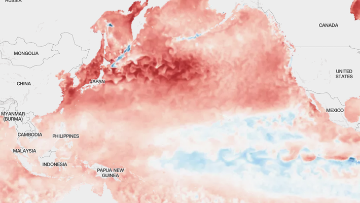 Khối nước ấm "blob" được thúc đẩy bởi hiện tượng El Niño mạnh và tồn tại ở Vịnh Alaska cho đến hết năm 2016. Nhiệt độ bề mặt biển ấm hơn bình thường gần 5 độ C trong suốt sự kiện này. Ảnh: NOAA's Coral Reef Watch.