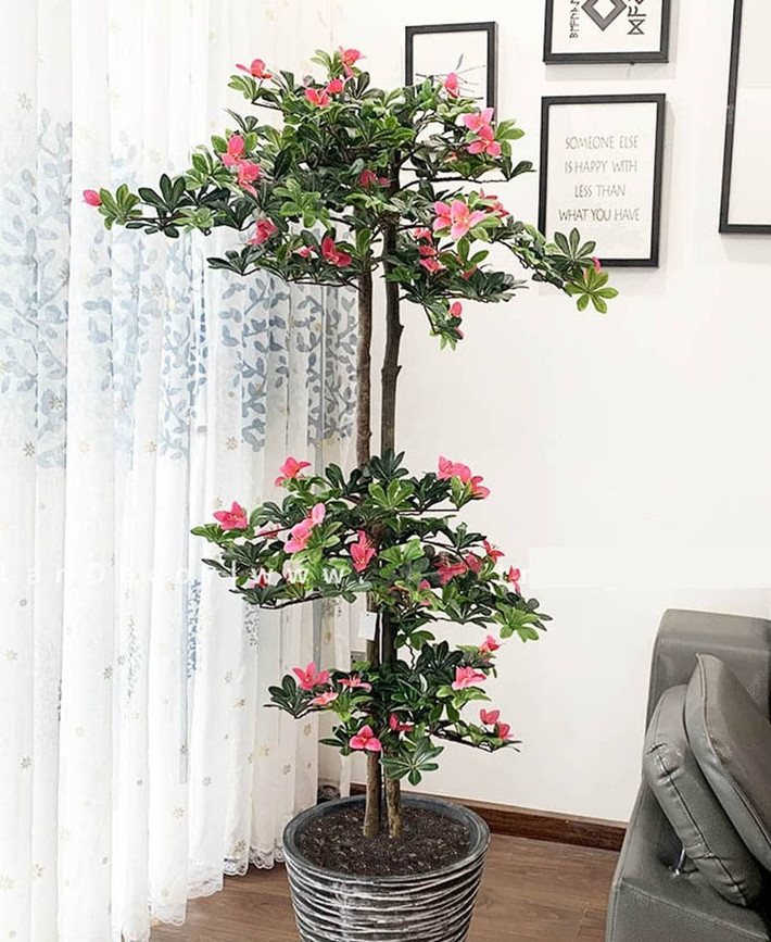 Vì sao đỗ quyên không còn là lựa chọn trong phòng khách?: Dù đẹp đến mấy, đỗ quyên vẫn bị loại khỏi danh sách cây trồng nội thất bởi những yêu cầu sinh trưởng khắt khe mà ít ai đáp ứng nổi.