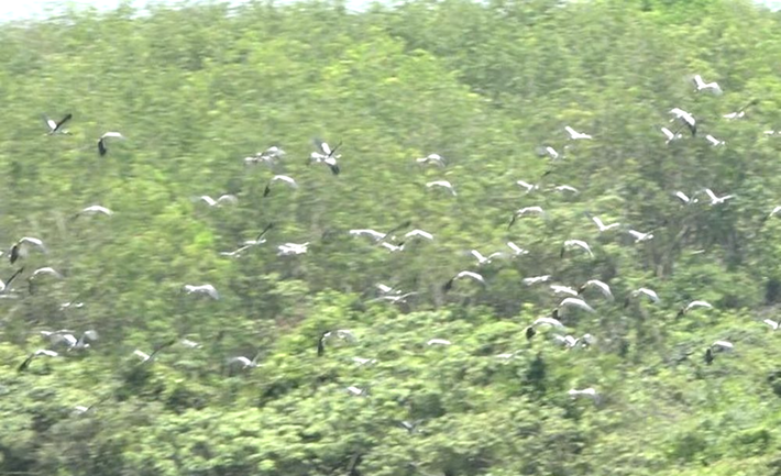 Cò nhạn còn được biết đến với tên gọi cò ốc (tên khoa học: Anastomus oscitans), thuộc họ hạc. Đây là loài động vật quý hiếm có tên trong Sách Đỏ Việt Nam. Ảnh: Tiền phong.