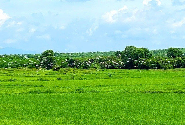 Trước sự xuất hiện của đàn cò ốc quý hiếm, chính quyền địa phương đã nhanh chóng triển khai các biện pháp bảo vệ, bao gồm tuyên truyền, vận động và nhắc nhở người dân không săn bắt, bẫy bắn hay xua đuổi đàn cò, nhằm tạo môi trường an toàn cho loài động vật này sinh sống và phát triển. Ảnh: Sức khỏe & Đời sống.