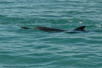 Trước đó, một số lần cá voi, cá heo xuất hiện tại Khánh Hòa thu hút sự quan tâm của dư luận. Trong số này, vào chiều 18/5/2025, một đàn cá heo khoảng 100 con được nhiều người nhìn thấy đang di cư, bơi ngang qua khu vực gần Hòn Dung trên vịnh Nha Trang. Ảnh: Znews.