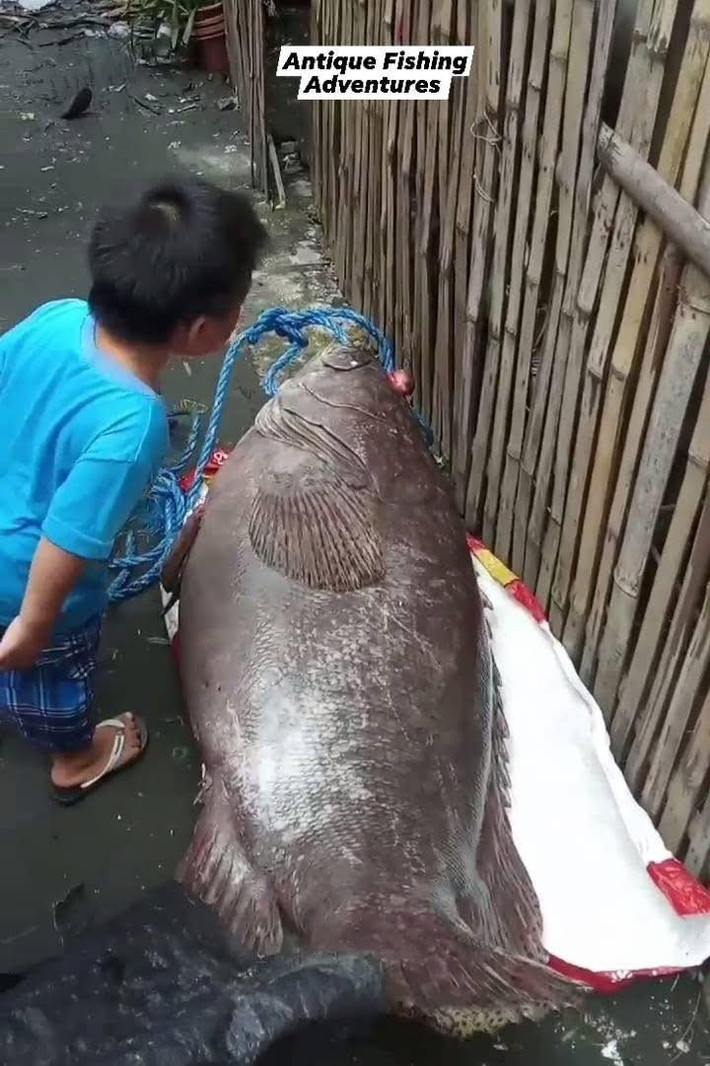 Một ngư dân ở Maybato North, San Jose, tỉnh Antique, Philippines, đã bắt được một con cá song nặng 84 kg trong chuyến đánh cá trên biển vào chiều ngày 10/7. Cá song còn được biết tới với các tên gọi là cá mú khổng lồ hay cá pugaro. Ảnh: Discover Antique, Philippines/Facebook.