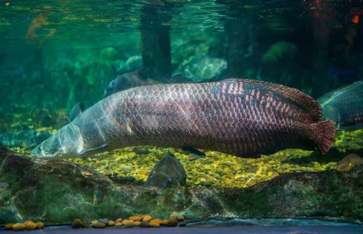 Đặc biệt, với cơ thể to lớn và sức mạnh vượt trội, cá Arapaima còn có thể tấn công, ăn thịt cá sấu non hay cá hổ (piranha) hung dữ. Ảnh: rainforestcruises.com.
