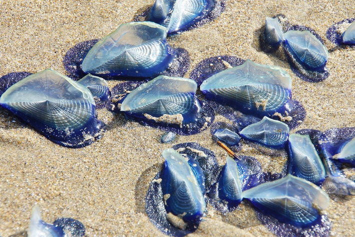 Sứa buồm Velella thuộc chi Hydrozoa sống trôi nổi trên bề mặt đại dương. Loài sứa này có chiều dài trung bình khoảng 8cm và sở hữu màu sắc với màu của đại dương.