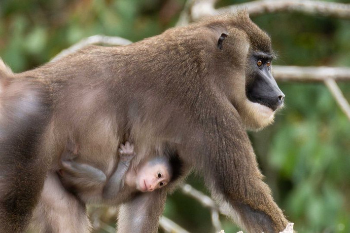 Vườn thú Fota Wildlife Park ở hạt Cork, Ireland đã đón chào một thành viên mới chào đời. Đó là một con khỉ đầu chó đực, thuộc loài Mandrillus leucophaeus, lần đầu tiên được sinh ra tại đây trong khuôn khổ Chương trình Nhân giống Loài Nguy cấp châu Âu (EEP). Ảnh: Michael O'Sullivan / OSM PHOTO.