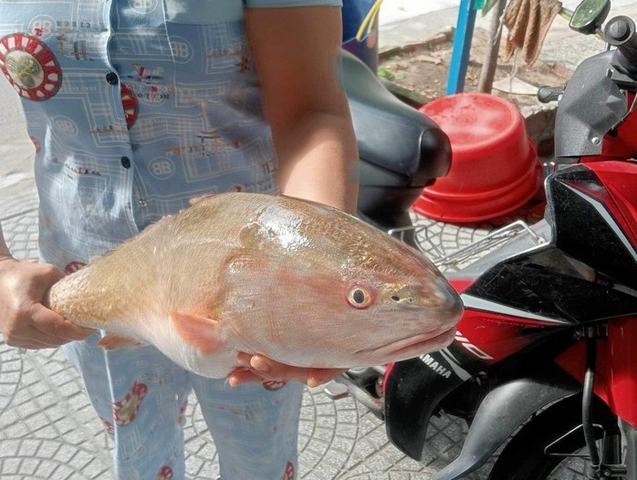 Môi trường sống chính của cá sủ vàng là biển. Đến mùa sinh sản (thường từ tháng 1 - 4 hàng năm), loài này bơi về phía các vùng cửa sông nước lợ để đẻ trứng. Cá con sẽ bơi vào vùng nước ngọt sâu trong đất liền sinh sống, sau 1-2 năm sẽ tự trở về với biển. Ảnh: Người lao động.