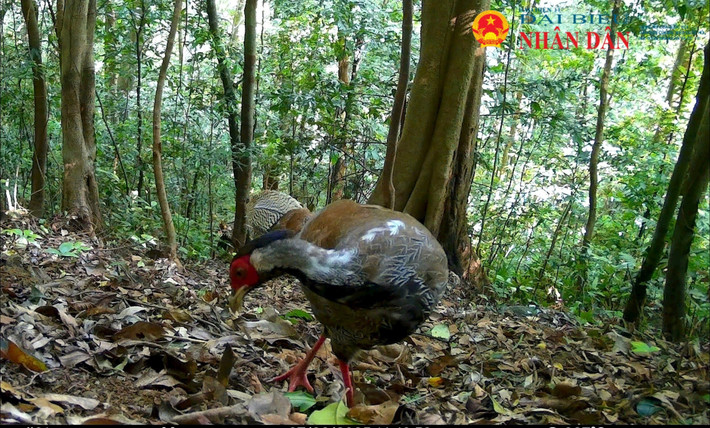 Phần mềm Wildlife Insights đã phân tích và cho kết quả bẫy ảnh lần này đã ghi nhận 22 loài thuộc 13 họ, 7 bộ, 2 lớp. Ngoài ra, một số loài chưa định danh. Trong số này, 1 loài được xếp vào danh mục Nguy cấp (EN), 4 loài nằm trong danh mục Sắp nguy cấp (VU) được quy định trong sách đỏ thế giới (IUCN 2024). Ảnh: Đại biểu Nhân dân.