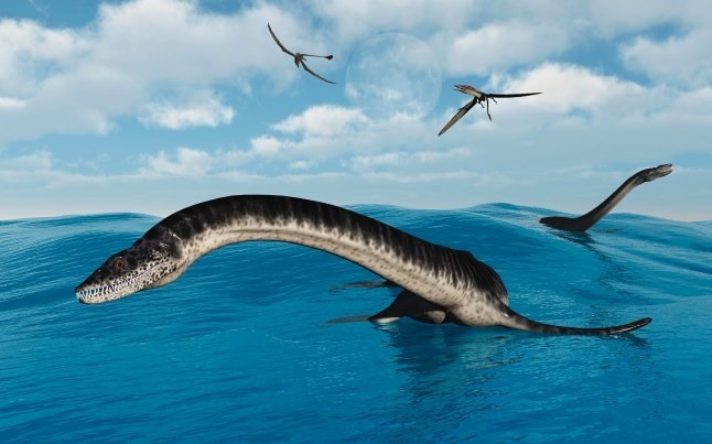 “Loài vật này thực sự lạ thường. Vai của nó hoàn toàn khác biệt so với bất kỳ plesiosaur nào tôi từng gặp – và tôi đã nghiên cứu rất nhiều,” ông O’Keefe nhấn mạnh trong thông cáo báo chí. Ảnh: metro.co.uk.