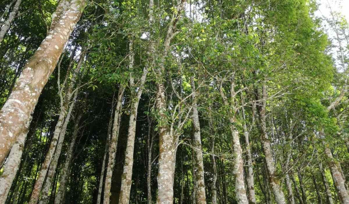 Tùy theo mức độ bị thương của cây, tỷ lệ nhiễm dầu có thể cho ra những khối trầm to nhỏ, hình dáng, đặc điểm và mùi hương khác nhau. Trầm hương tự nhiên có hương gỗ nồng nàn và có khả năng lưu hương lâu. Ảnh: housing.com.