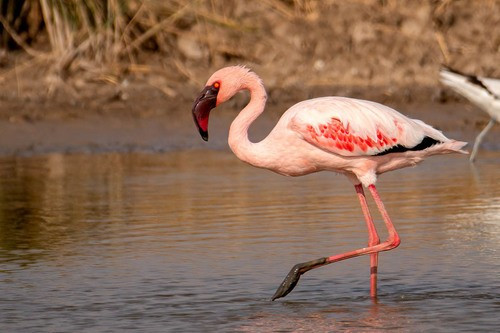 Hồng hạc nhỏ (Phoenicopterus minor) đang có nguy cơ xếp vào danh mục loài bị đe dọa tuyệt chủng từ mức "sắp bị đe dọa" hiện nay. Nguyên do là bởi loài động vật này đang mất dần địa điểm sinh sản. Ảnh: Uday Agashe – some rights reserved (CC BY-NC).