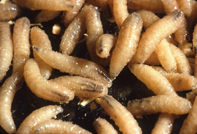 Ruồi New World screwworm có tên khoa học là Cochliomyia hominivorax. Chúng còn được gọi là "kẻ ăn thịt" khi gây ra bệnh giòi, một bệnh nhiễm trùng do những con giòi ăn thịt đào sâu vào da của động vật sống, gây tổn thương nghiêm trọng. Ảnh: APHIS, USDA.