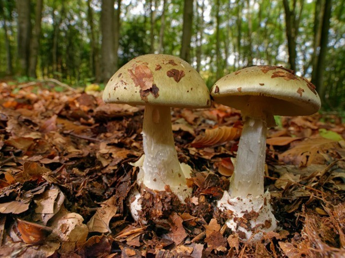 Nấm mũ tử thần có tên khoa học là Amanita phalloides. Đây là một loại nấm xâm lấn có độc tố amatoxin gây tử vong chiếm hơn 90% số ca tử vong do nấm trên toàn thế giới. Ảnh: NaturePL.