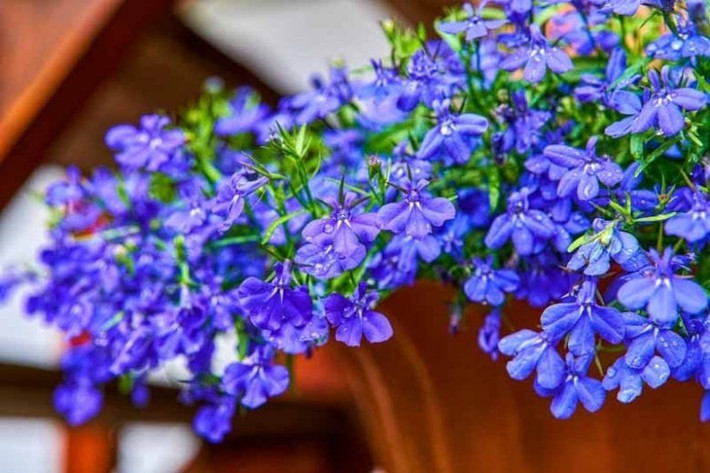 Loài cây này dễ trồng, có thể nở quanh năm nếu chăm sóc đúng cách. Đặc biệt, chúng thích hợp với chậu treo, tạo thành những tấm rèm hoa xanh biếc.