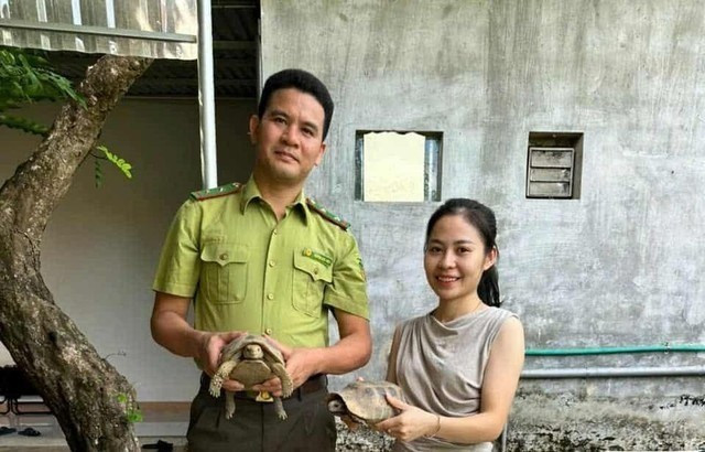 Vào ngày 14/8, một cán bộ Ban quản lý Vườn quốc gia Vũ Quang (tỉnh Hà Tĩnh) cho biết đơn vị vừa tiếp nhận 2 con rùa núi vàng quý hiếm do người dân tự nguyện giao nộp để tái thả lại về tự nhiên. Ảnh: suckhoedoisong.