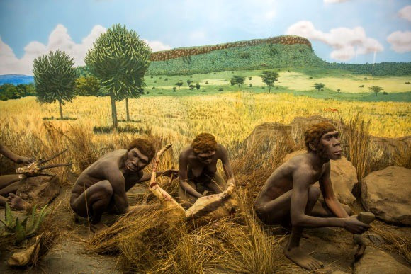Homo erectus, tức Người đứng thẳng, là một loài cùng chi Homo (chi Người) với Homo sapiens chúng ta. Họ xuất hiện khoảng 2 triệu năm trước và được cho là tuyệt chủng khoảng hơn 100.000 năm trước. Ảnh: Ninara / CC BY 2.0.