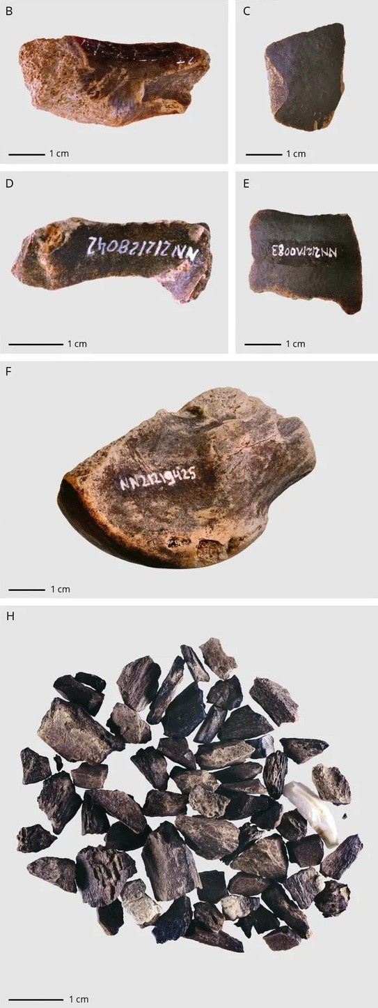 Các nhà khảo cổ nghi ngờ rằng xác của nhiều loài động vật đã được người Neanderthal xử lý một cách có chủ đích để chiết xuất tủy và mỡ bên trong vốn là nguồn cung cấp dinh dưỡng quan trọng cho những người săn bắt hái lượm. Ảnh: Kindler, LEIZA-Monrepos.