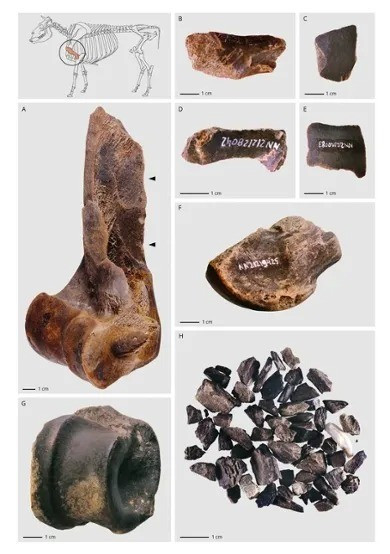 Các chuyên gia cho hay, người Neanderthal đã tụ tập gần một hồ nước để chiết xuất mỡ chứa trong xương động vật. Để làm được điều này, họ thu thập xác của hàng chục loài động vật khác nhau, sau đó đập vỡ xương và luộc trong vài giờ để chiết xuất chất béo. Chất béo này sẽ nổi lên bề mặt và có thể được hớt bỏ khi nguội. Ảnh: Kindler, LEIZA-Monrepos.