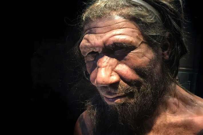 Những xét nghiệm thống kê phân tích ADN của người Neanderthal, người Denisova và người châu Phi hiện đại, châu Âu và Đông Á đã phát hiện ra các đột biến trong gene ASDL xuất hiện trong bộ gene của người hiện đại với tốc độ cao hơn so với các biến thể ngẫu nhiên theo thời gian, khiến những đột biến này có khả năng mang lại một số lợi thế tiến hóa. Ảnh: Allan Henderson/Flickr CC.