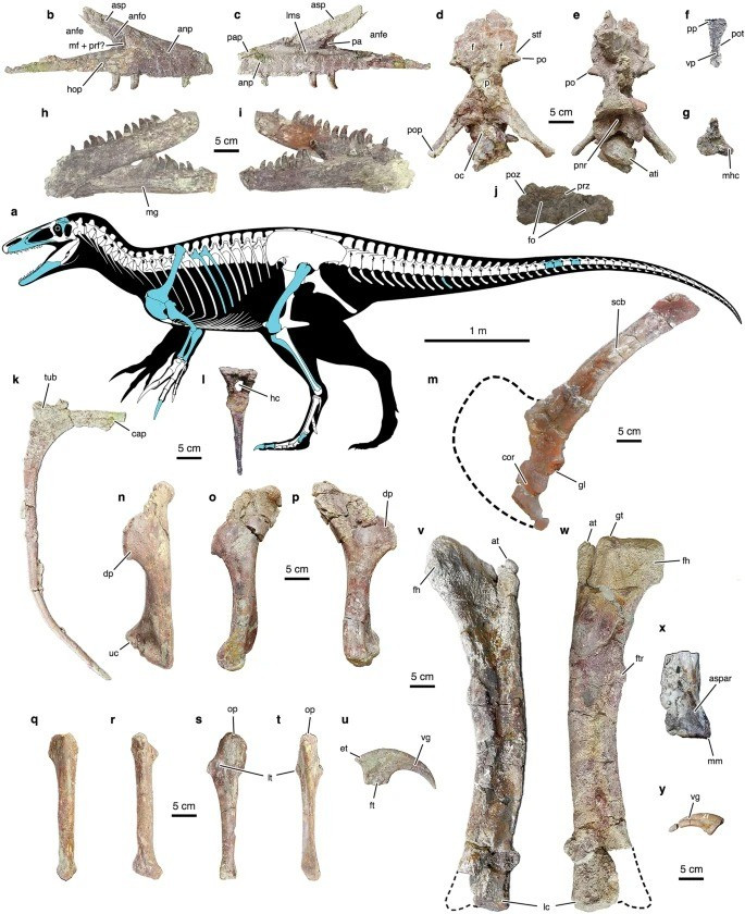 Vùng đất nơi Joaquinraptor casali sinh sống rất khác so với khí hậu khô ráo, mát mẻ của Patagonia ngày nay. Trầm tích từ cùng một lớp với hóa thạch được tìm thấy cho thấy nơi đây từng là một vùng đồng bằng ngập nước ấm áp, ẩm ướt gần biển. Ảnh: nature.