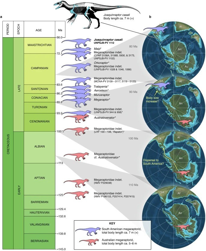 Các nhà nghiên cứu không khủng long Joaquinraptor casali hé lộ chế độ ăn của nó. Phát hiện này cho thấy Joaquinraptor casali có thể là loài săn mồi hàng đầu trong khu vực. Ảnh: nature.