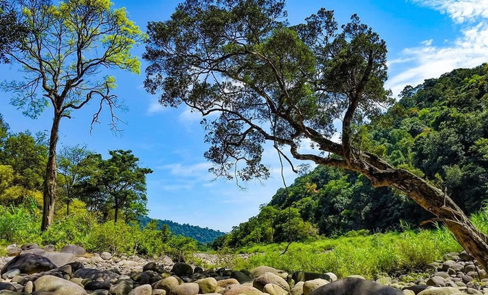 Sự xuất hiện các loài động vật hoang dã quý hiếm khẳng định tính đa dạng sinh học cao tại Vườn Quốc gia Vũ Quang. Đồng thời, cơ quan chức năng và các chuyên gia tiếp tục thực hiện công tác bảo vệ rừng, bảo tồn động vật hoang dã. Ảnh: Nhân dân.