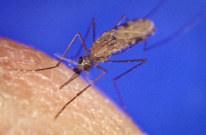 Hai nhà khoa học Hà Lan là Bart Knols và Ruurd de Jong đã giành giải Ig Nobel Sinh học năm 2007 khi chứng minh loài muỗi truyền bệnh sốt rét Anopheles Gambiae rất thích mùi hương thơm của pho mát và mùi chân người. Ảnh: alchetron.com.
