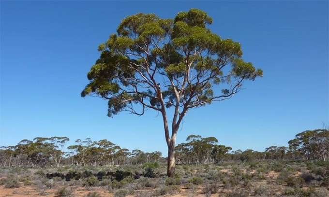 Cây bạch đàn có tên khoa học là Eucalyptus marginata, phân bố ở nhiều nơi trên thế giới, bao gồm Việt Nam. Đây là loại cây nổi tiếng thế giới khi có thể hút vàng lên lá. Thông tin này được Tổ chức Nghiên cứu Khoa học và Công nghiệp Australia (CSIRO) công bố trên tạp chí Nature Communications vào năm 2013. Ảnh: Iflscience.