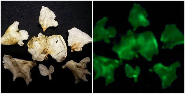 Omphalotus nidiformis và Neonothopanus nambi có vẻ ngoài bắt mắt nhưng không ăn được vì chứa độc tố gây ngộ độc đường tiêu hóa nghiêm trọng. Nếu người nào ăn phải những loại nấm này thì có thể có các triệu chứng như đau bụng, nôn mửa và tiêu chảy dữ dội. Ảnh: Người lao động.