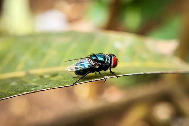 Bộ Nông nghiệp Mỹ (USDA) ước tính một đợt bùng phát giòi đinh vít Tân Thế giới có thể gây thiệt hại lên đến 1,8 tỷ USD riêng cho bang Texas do tổn thất gia súc, chi phí lao động và dược phẩm. Ảnh: avma.org.