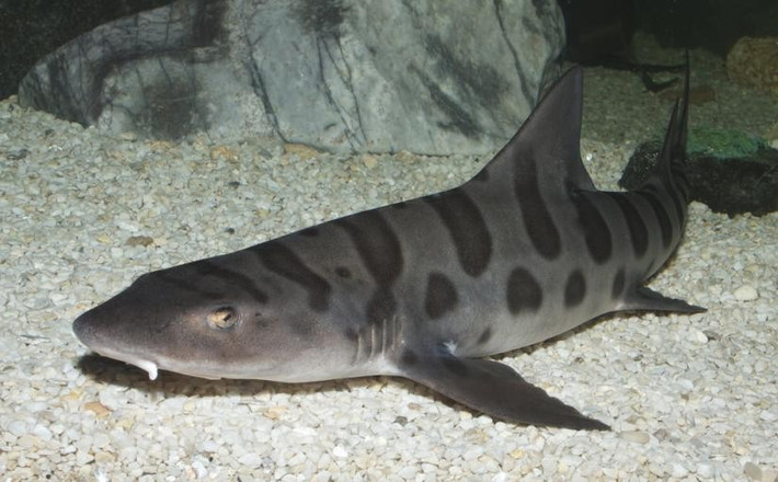 Tiến sĩ Lassauce cho biết nghiên cứu của ông là một phần của dự án toàn cầu do tổ chức ReShark điều hành, nhằm mục đích hỗ trợ phục hồi quần thể cá mập báo hoa mai ở Đông Nam Á - nơi loài này đang bên bờ vực tuyệt chủng. Ảnh: Brian Gratwicke/flickr.