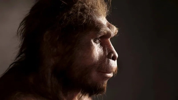 Việc tìm thấy hài cốt của người Homo erectus, một loài người đã tuyệt chủng giúp xác nhận rằng, tổ tiên cổ xưa của chúng ta đã sinh sống trên vùng đất săn bắn màu mỡ của Sundaland (hiện đã bị nhấn chìm), ít nhất là giữa Java và một hòn đảo nhỏ hơn khác có tên là Madura. Ảnh: Science Photo Library.
