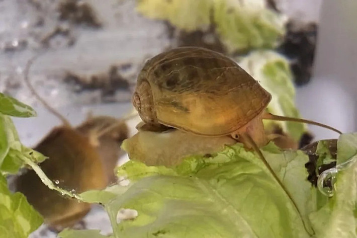 Trong nghiên cứu công bố tên tạp chí Nature Communications, nhóm chuyên gia thuộc Đại học California (Mỹ) do nhà sinh học Alice Accorsi dẫn đầu cho biết loài ốc nước ngọt ở Nam Mỹ có khả năng mọc lại mắt là ốc bươu vàng (Pomacea canaliculata). Ảnh: Alice Accorsi, UC Davis.