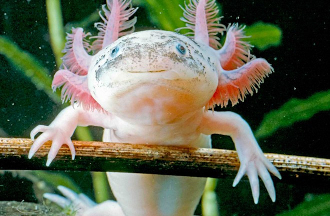 Ở kỳ nhông axolotl, tổn thương chi có thể kích hoạt lại chương trình phát triển thời kỳ phôi thai, từ đó tạo ra mô mới để thay thế phần đã mất. Ảnh: Arm001/Shutterstock.