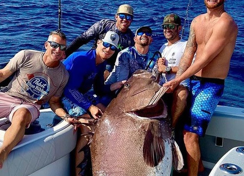 Cá mú khổng lồ được biết đến với tính hung dữ và khả năng tấn công thợ lặn. Cá mú khổng lồ được đánh giá là một trong những loài cá có giá trị kinh tế cao. 