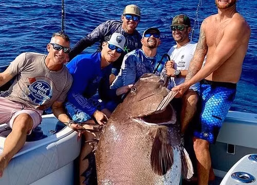 Cá mú khổng lồ được biết đến với tính hung dữ và khả năng tấn công thợ lặn. Cá mú khổng lồ được đánh giá là một trong những loài cá có giá trị kinh tế cao. 