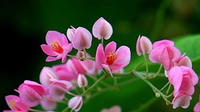 Cây cảnh nữ hoàng dây leo, hút tài lộc, gắn kết tình duyên