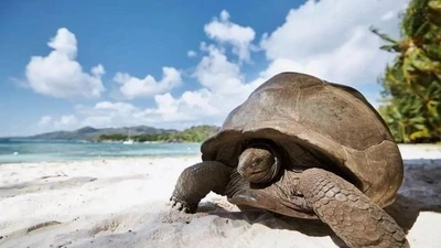  5 loài vật sống lâu trăm tuổi, khiến con người kinh ngạc