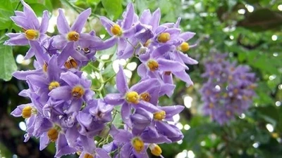 'Vượt mặt' tử đằng, cây cảnh bầu trời sao xanh này mới thật sự đỉnh