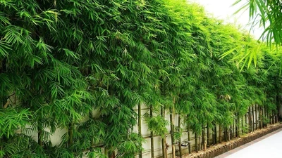 Bí mật cây cảnh phong thủy cha ông truyền lại, giúp gia chủ phát tài