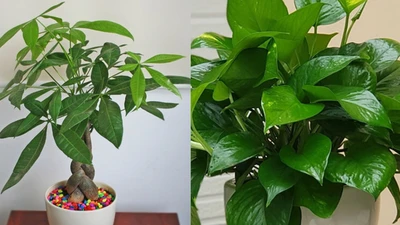Học người Nhật trồng ngay 3 cây phong thủy hút lộc vào nhà