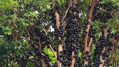 Phát sốt loài cây "trứng cá đen", đẹp nhà lại hái ra tiền