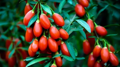 7 cây cảnh thầy lang xưa trồng để dưỡng thân, giữ tài lộc