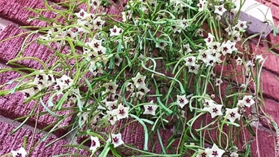 Cây cảnh "mớ que" độc lạ, hoa như sao Trời... hút may mắn