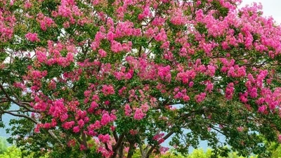 Nhà có cây ‘Tử khí Đông lai’, tài lộc đổ về cuồn cuộn