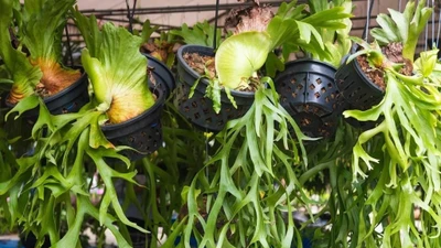 Cây cảnh như sừng độc lạ mang may mắn, tài lộc cho gia đình