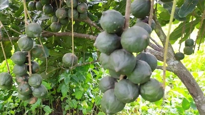 Loại hạt đắt đỏ nhất thế giới, Việt Nam trồng bạt ngàn 