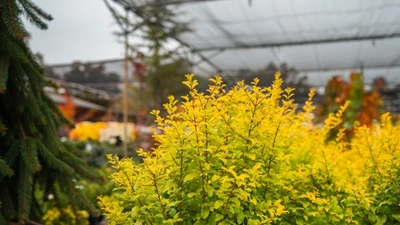 Cây cảnh lá vàng độc đáo bừng sáng khu vườn, hút lộc trời