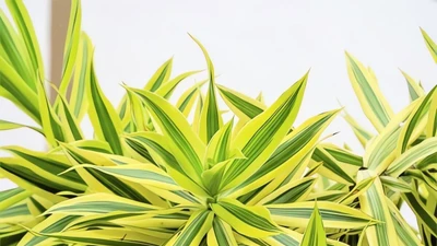 Ngỡ ngàng cây cảnh mảnh mai duyên dáng, mang không khí an lạc vào nhà